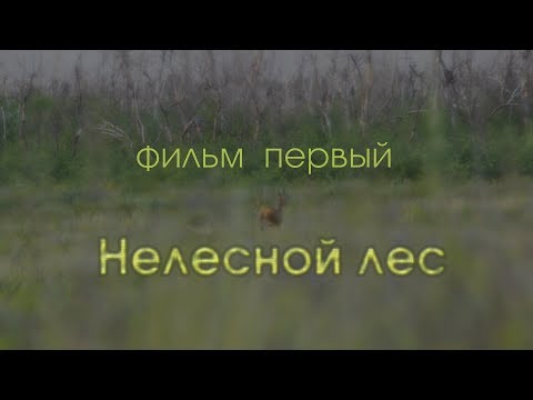 Видео: Природный инстинкт. Нелесной лес