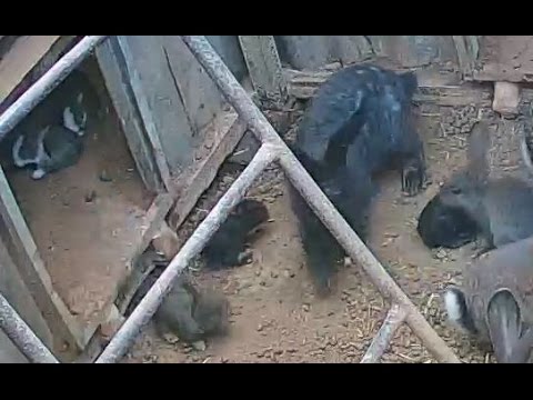 Видео: Как крольчиха зарывает гнездо 2.
