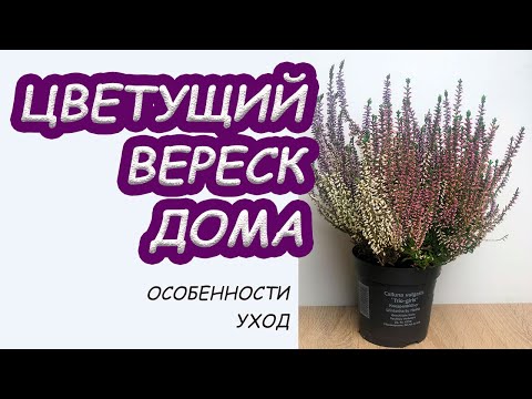 Видео: Как сохранить ВЕРЕСК в горшке дома.Особенности ухода