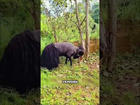 Видео: На что СПОСОБЕН этот БАРАН! Это шок! 🤯