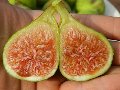 Видео: Инжир. Сезон 2016. Часть 2  (Figs. Season 2016. Part 2)