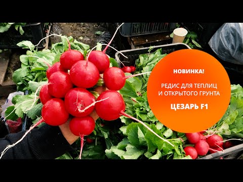 Видео: Новинка! Редис для теплиц и открытого грунта – Цезарь F1.