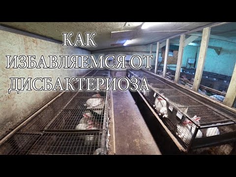 Видео: ПОСАДИЛ КРОЛЬЧАТ НА ДИЕТУ