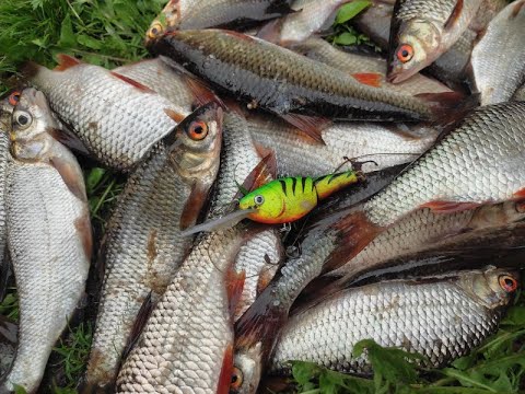 Видео: Рыбалка на поплавочную удочку на реке. Западная Двина.Daugava.