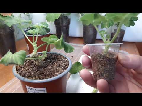 Видео: Если не получается вырастить черенки пеларгонии,попробуйте таким способом.