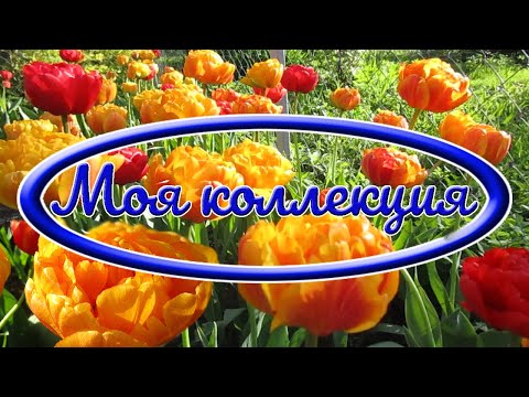 Видео: 02 05 24г Моя коллекция  Самые устойчивые тюльпаны, нарциссы, примулы