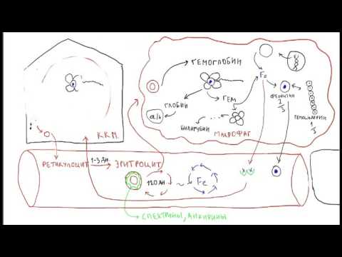 Видео: Железодефицитная анемия 4