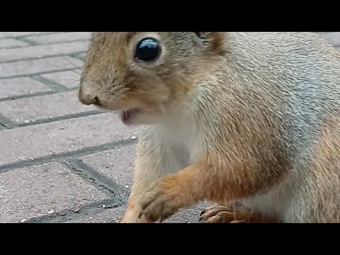 Видео: Не Указывай От Куда Брать 😂 🌰/ Don't tell me where to get it from😂🌰 #shortvideo #squirrel #animals 