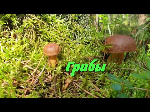 Видео: Детям про ГРИБЫ