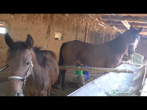 Видео: Саумал сапасын арттыратын азық түрлері Mare's milk