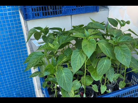 Видео: Саджаємо перці у відкритий грунт-земля ще не прогрілась - що та як?