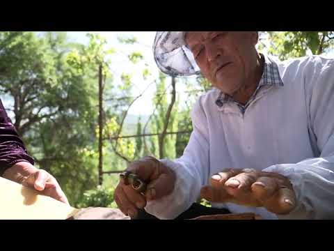 Видео: Ташкент облысы, Бостандық ауданы, Шақшам ауылының өмірі