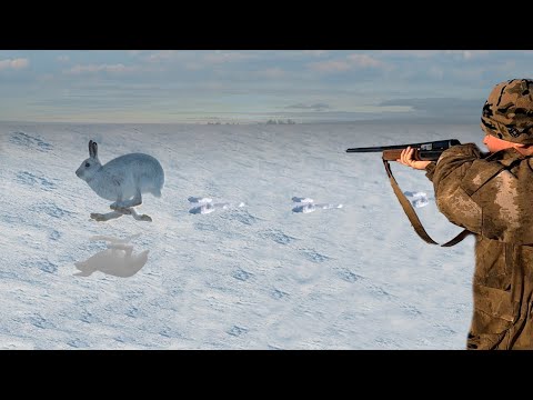 Видео: Первый снег, первые следы, первый русак. Охота на зайца 2023-2024