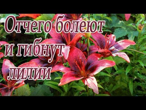 Видео: Отчего болеют и гибнут лилии