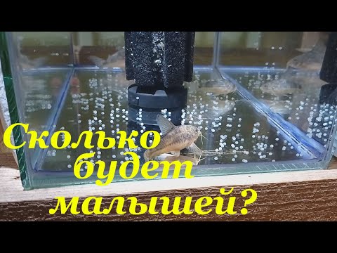 Видео: Нерест крапчатых сомов Развитие икры коридорасов Выход личинки