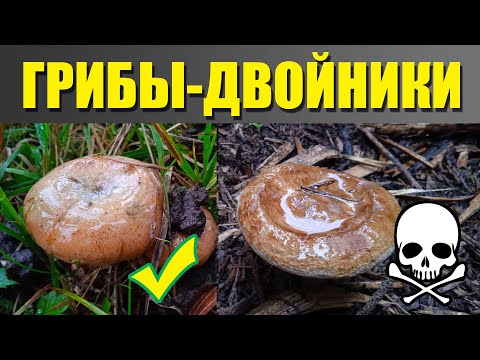 Видео: Новичкам. Как не перепутать ядовитый гриб со съедобным.