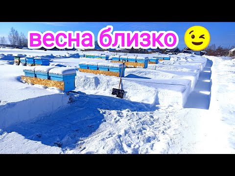 Видео: Февраль. Подготовка пасеки к облёту пчёл. Пчеловодство!