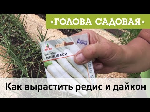 Видео: Голова садовая - Как вырастить редис и дайкон