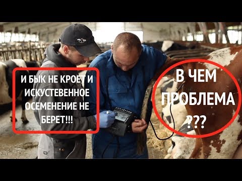 Видео: И БЫК не кроет и искуственное осеменение не берет. Как быть?