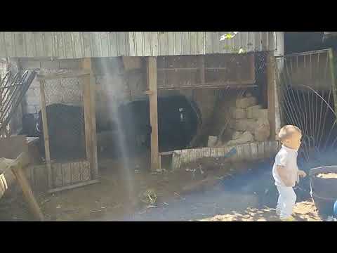 Видео: 76. Қошқар Қойларды баканда қанша пайдасы бар деген сүрақ қа жауап