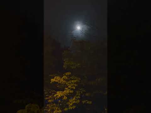 Видео: 😍ПЕНИЕ ПТИЧЕК🫶🏻А Вы любите гулять по ночному городу?🌕