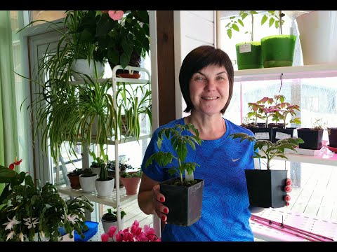 Видео: #1 Начинаем сеять перцы и томаты 2024! Инвентарь, подготовка рабочего места. Сроки и порядок посева.