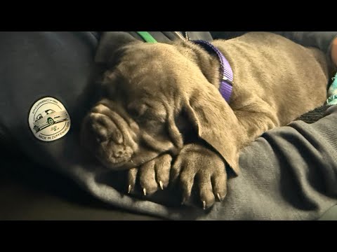 Видео: Приехали из Ванкувера привезли ребёнка домой🤗🇨🇦