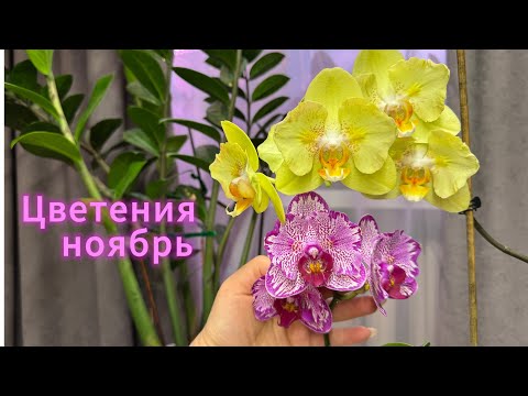 Видео: Орхидеи бабочки цветение ноябрь. 