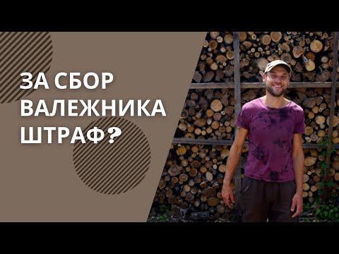 Видео: Можно ли собирать валежник в лесу и что за это будет?