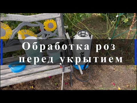 Видео: Обработка роз перед укрытием. Питомник растений Е. Иващенко