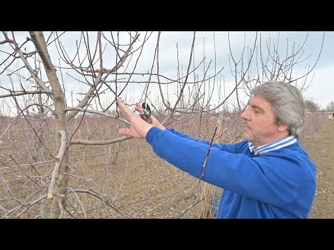 Видео: Зимна резитба за плододаване при ябълка - видове клончета, принципи и правила