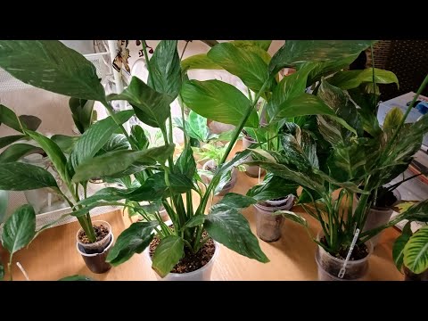 Видео: Как пересадить СПАТИФИЛЛУМ? Посадка на смешанный субстрат двумя способами