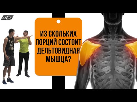 Видео: Дельтовидные мышцы