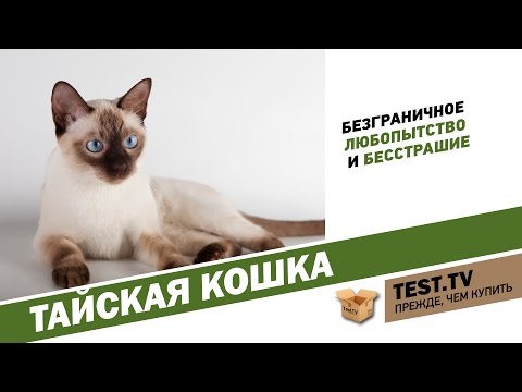 Видео: TEST.TV:  Тайская кошка найдите десять отличий.