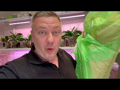 Видео: мешочек НОВЫХ орхидей РАСПАКОВКА и обзор обалденные орхидеи