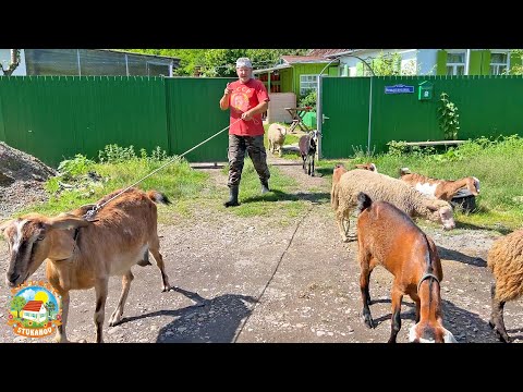 Видео: РАСПРОДАЁМ ХОЗЯЙСТВО! ЖИЗНЬ НА КУБАНСКОМ ХУТОРЕ