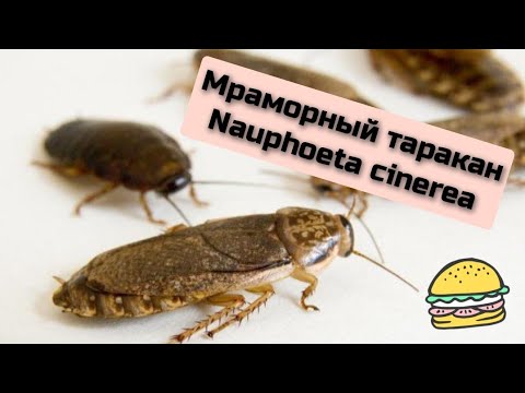 Видео: Содержание и разведение кормовых тараканов. Мраморный таракан Nauphoeta cinerea #тараканы #cockroach