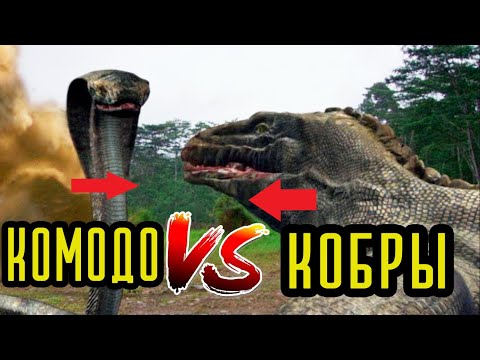 Видео: ТРЕШ ОБЗОР фильма КОМОДО ПРОТИВ КОБРЫ / ЯЩЕРИЦЫ, ЗМЕИ И ЗОМБИ