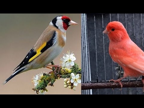 Видео: 19.Yanvar Чорсув канарека йовойи бозори.🔥