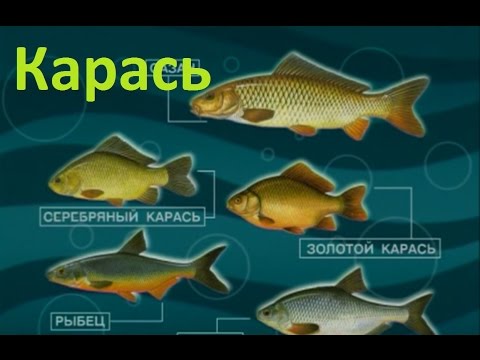 Видео: Диалоги о рыбалке -137- Подмосковье, ловля карася на деликатную снасть.