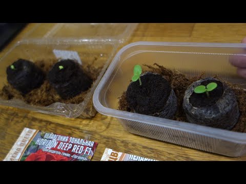 Видео: Пеларгония Герань из семян ЛЕГКО!!!