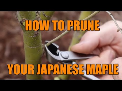 Видео: Как обрезать японский клён - ЯПОНСКИЕ КЛЕНЫ!