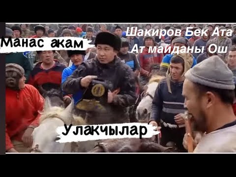 Видео: Фуркат Улак Шакиров Беки ажы таятамдын улагы ... Манас Акам женучуго куру Берип жатат