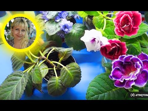 Видео: Размножение Глоксиний Стеблями. За 2 месяца появились детки