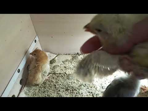 Видео: Петушок или Курочка. Эксперимент.