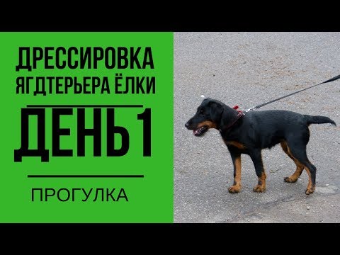 Видео: Дрессировка ягдтерьера Елки. День 1. Прогулка