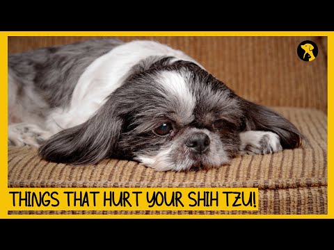 Видео: 5 вещей, которые эмоционально ранят вашу ши-тцу