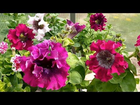 Видео: 🌺Последнии петунии...всё продала🌺Лёлика укусил клещ😪