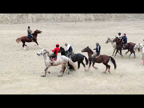 Видео: Сух купкари улок Додо Хайит (Малбут) 10-12-2023