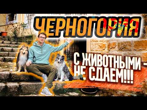 Видео: Зима в Черногории 2025! Мы нашли идеальную КВАРТИРУ / Впечатления / Влог